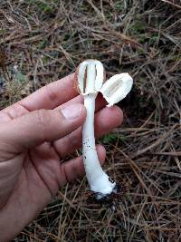 Lepiota rubrotinctoides image