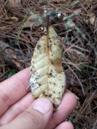 Gymnopus quercophilus image