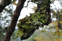 Lobaria pulmonaria image