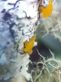 Tremella mesenterica image