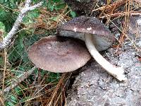 Pluteus exilis image