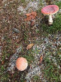 Amanita muscaria image