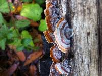 Trametes versicolor image