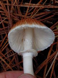 Lepiota rubrotinctoides image