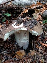 Image of Russula olivacea