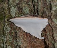 Ganoderma applanatum image