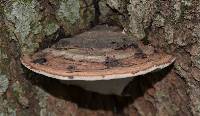 Ganoderma applanatum image