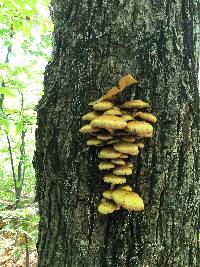 Pholiota aurivella image