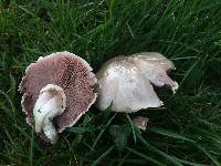 Agaricus californicus image