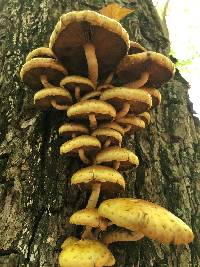 Pholiota aurivella image