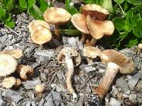 Agrocybe praecox image