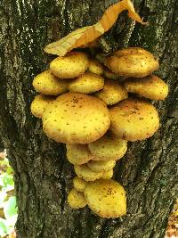 Pholiota aurivella image