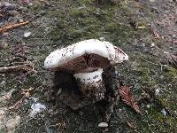 Agaricus bitorquis image