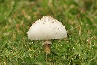 Chlorophyllum molybdites image