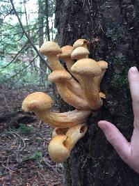 Gymnopilus junonius image