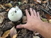 Calvatia gigantea image