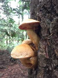 Gymnopilus junonius image