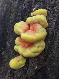 Laetiporus sulphureus image