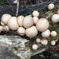 Lycoperdon perlatum image