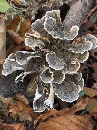 Trametes versicolor image