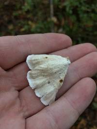 Trametes versicolor image