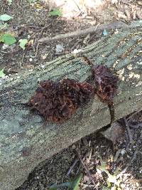 Tremella foliacea image