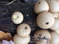 Lycoperdon pyriforme image