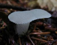 Pseudohydnum gelatinosum image