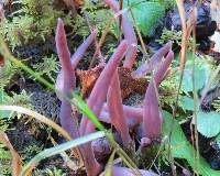 Alloclavaria purpurea image