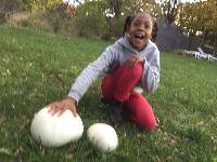 Calvatia gigantea image