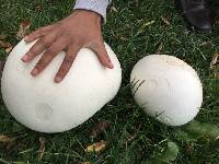 Calvatia gigantea image