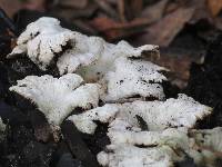 Schizophyllum commune image