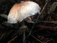 Lepiota rubrotinctoides image