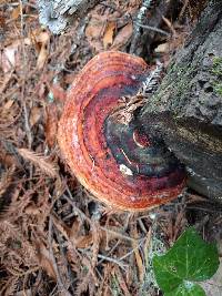 Fomitopsis pinicola image