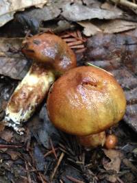 Suillus caerulescens image