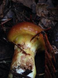 Suillus caerulescens image