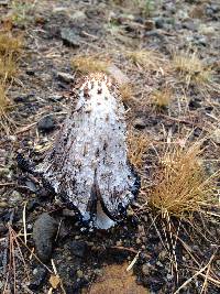 Coprinus comatus image