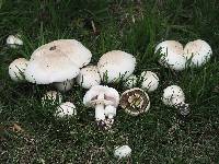 Agaricus californicus image