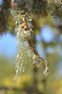 Ramalina menziesii image