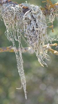 Ramalina menziesii image