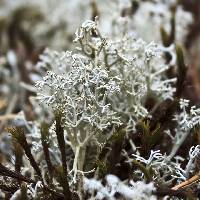 Cladonia portentosa image