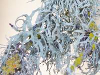 Ramalina leptocarpha image