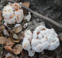 Hydnellum peckii image