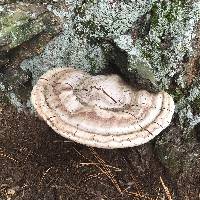 Ganoderma applanatum image