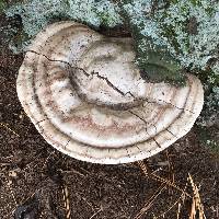 Ganoderma applanatum image