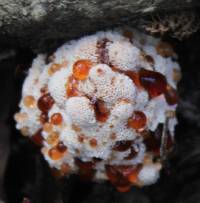 Hydnellum peckii image