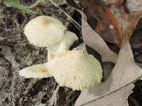 Leucocoprinus birnbaumii image