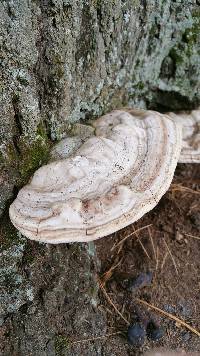 Ganoderma applanatum image