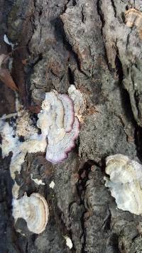 Trichaptum biforme image