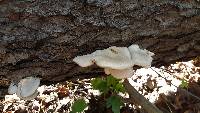 Pleurotus ostreatus image